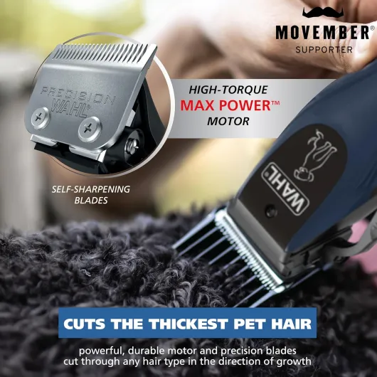 81ZLU9oR8lL._AC_SL1500_